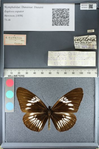 Media type: image;   Entomology 160537